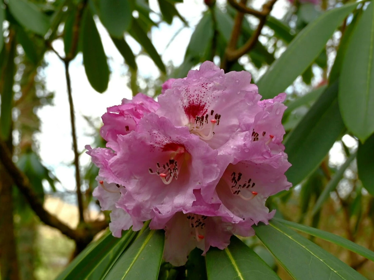 R. sutchuenense hybrid